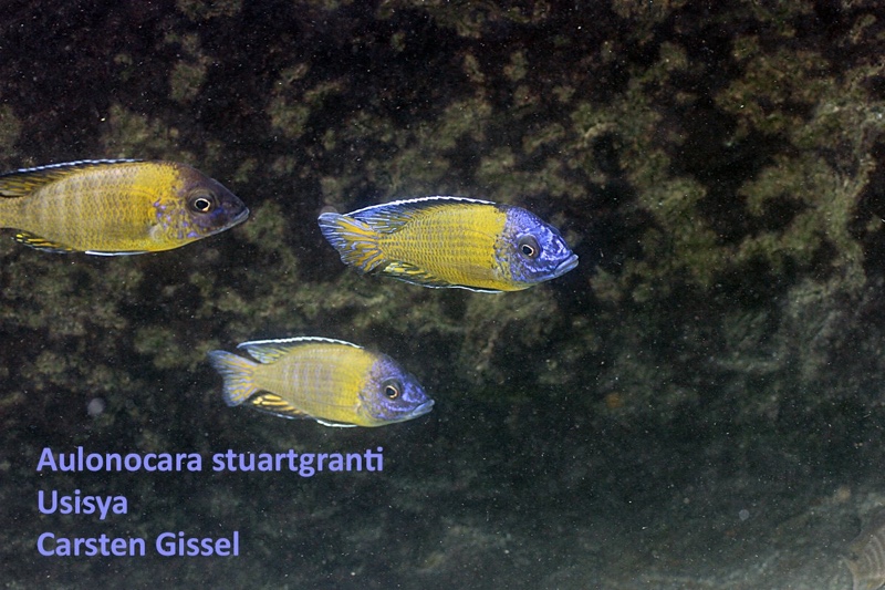 Aulonocara stuartgranti 'Usisya'